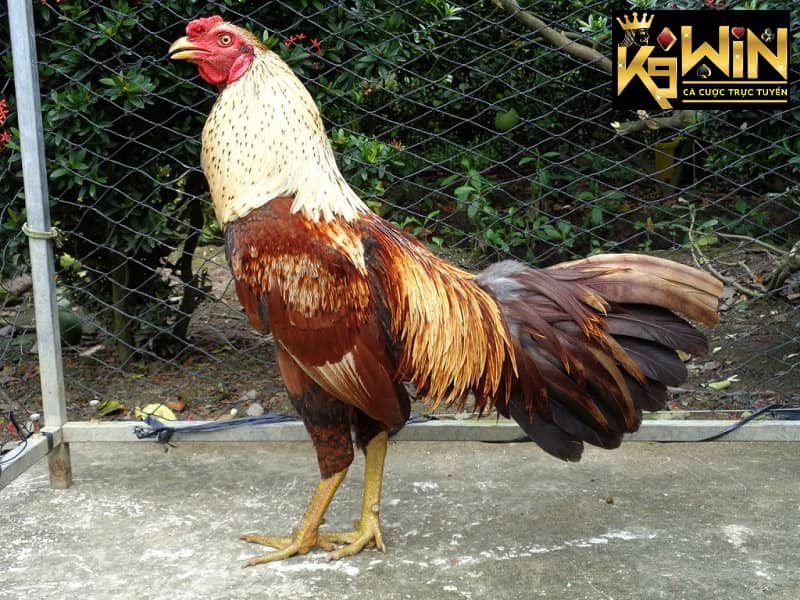 Cách nuôi gà đá to lớn, đấu khỏe và nhanh tới pin nhất 2023 4 Môi trường xung quanh chuồng gà chiến