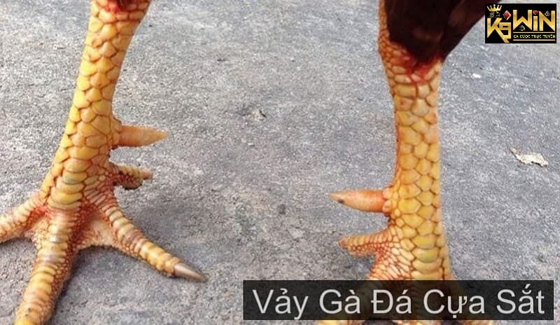 Hi88 - Xem chân gà đá cựa sắt để nhận biết gà chiến tốt 3 Xem chân gà cựa sắt thông qua hàng vảy của gà