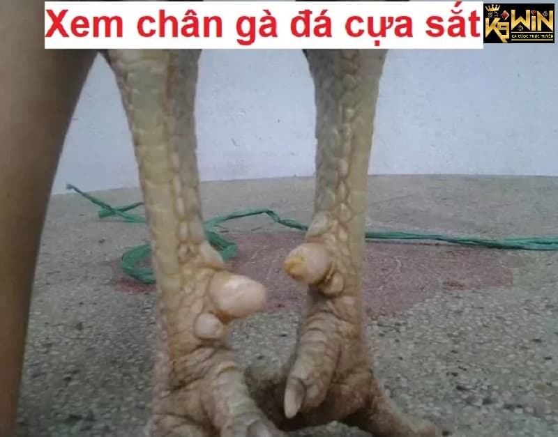 Hi88 - Xem chân gà đá cựa sắt để nhận biết gà chiến tốt 4 Xem chân gà đá cựa sắt dựa vào từng loại chân của con gà