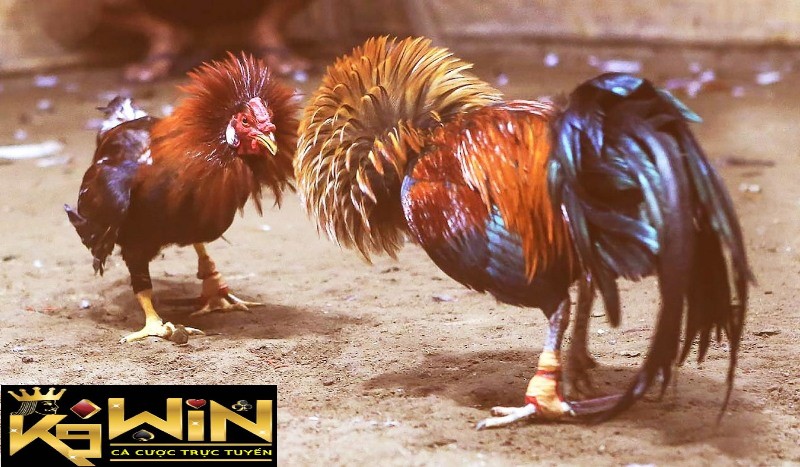 Mua bán gà đá mới nhất - Khám phá địa điểm đá gà chất lượng 2023 3 Cách chọn giống gà khi mua bán gà đá mới nhất