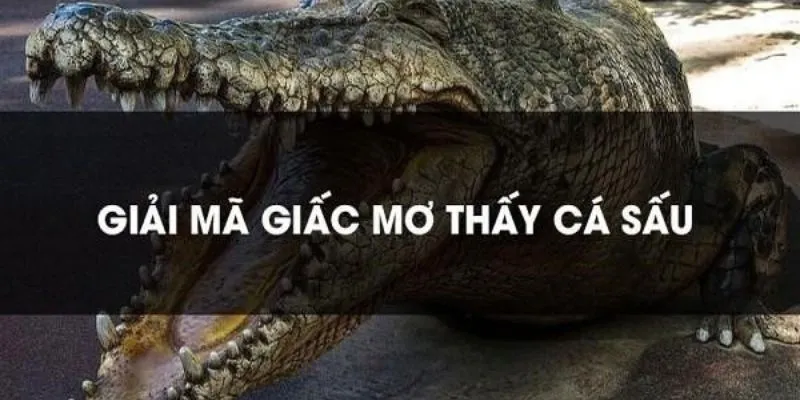 Nằm mơ thấy cá sấu: Gợi ý những con số trúng thưởng từ giấc mơ 4 Đánh số gì khi nằm mơ thấy cá sấu?
