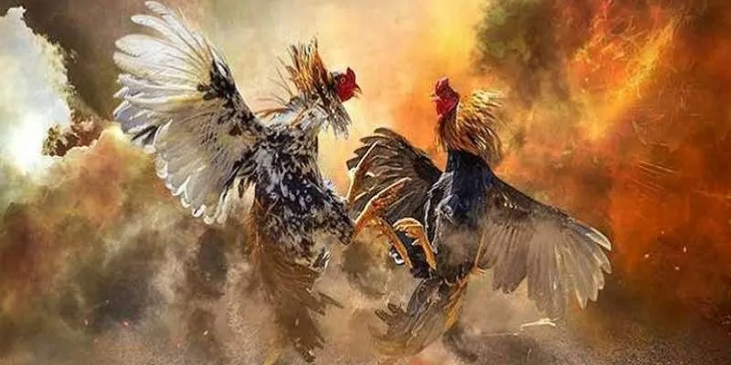 Cách soi kèo đá gà dễ hiểu giúp bạn tự tin đặt cược 4 Tìm hiểu cách soi kèo đá gà đơn giản, dễ hiểu