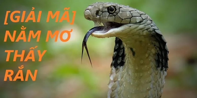 Nằm mơ thấy rắn báo hiệu gì? Giải mã ý nghĩa từng chi tiết 2 Tìm hiểu ý nghĩa của những giấc mơ về rắn phổ biến nhất