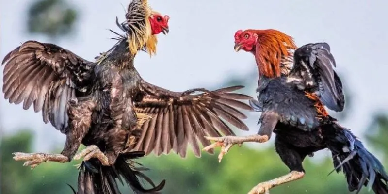 Kinh nghiệm soi kèo đá gà - Bí quyết chọn kèo chuẩn xác 2 Những loại cược đá gà người chơi thường đặt cược