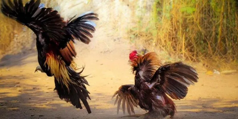 Kinh nghiệm soi kèo đá gà - Bí quyết chọn kèo chuẩn xác 3 Các yếu tố cần xem xét đến kết quả đá gà