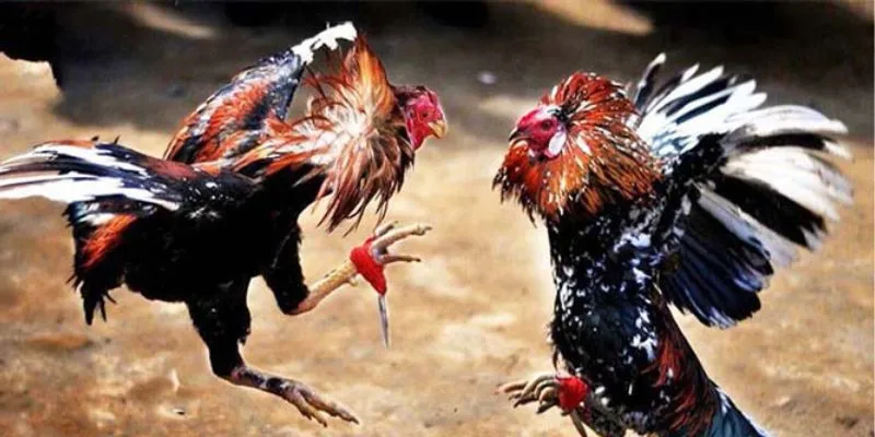 Kinh nghiệm soi kèo đá gà - Bí quyết chọn kèo chuẩn xác 4 Kinh nghiệm soi kèo đá gà từ các cao thủ